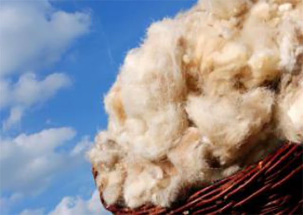 Wool Fiber